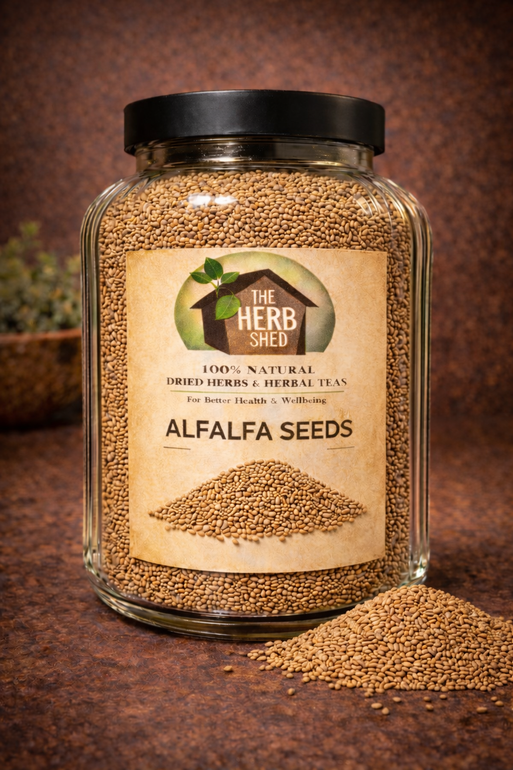 Alfalfa Seeds | Nutty | Tender Crunch | Sprout Ready