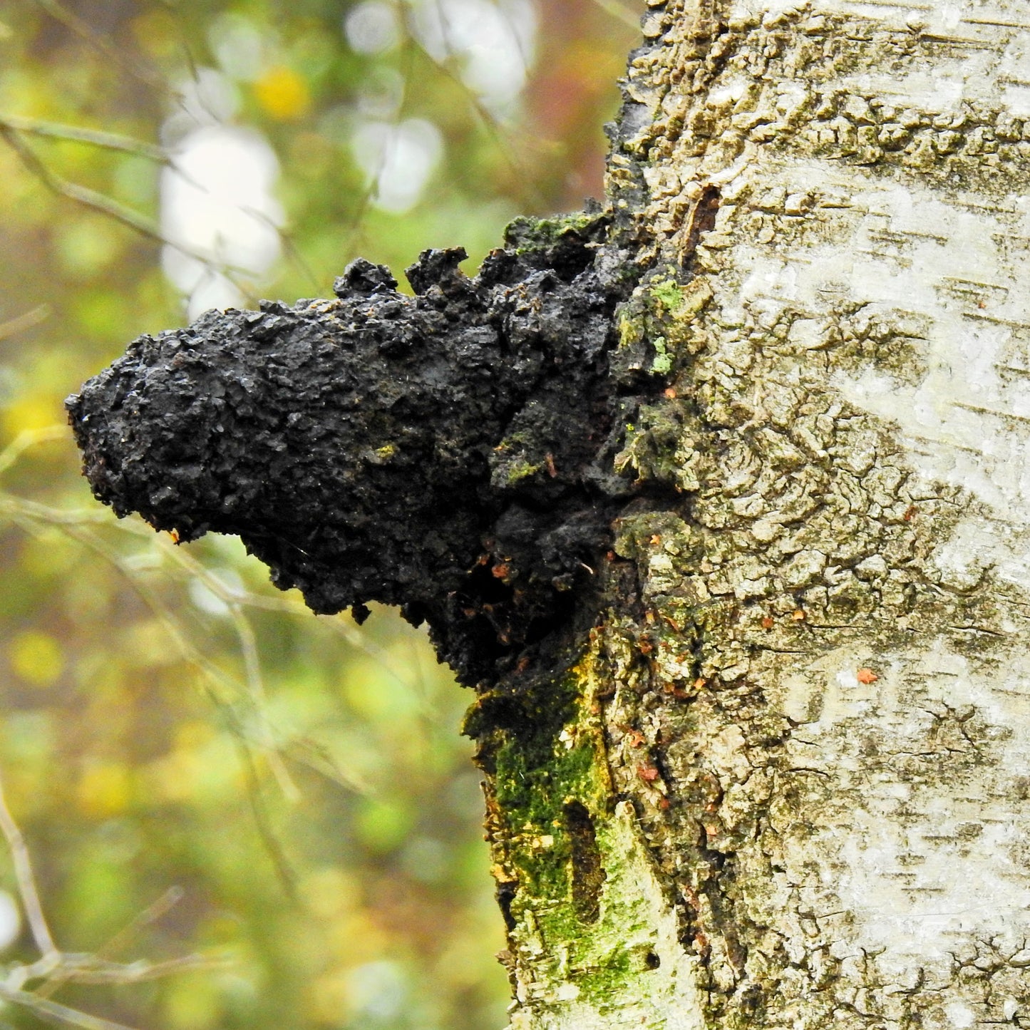 Chaga Mushroom Powder | Organic | Immune Support Superfood
