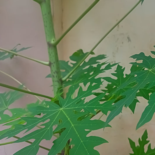Paw Paw Leaf Powder | Organic | Deep | Traditional