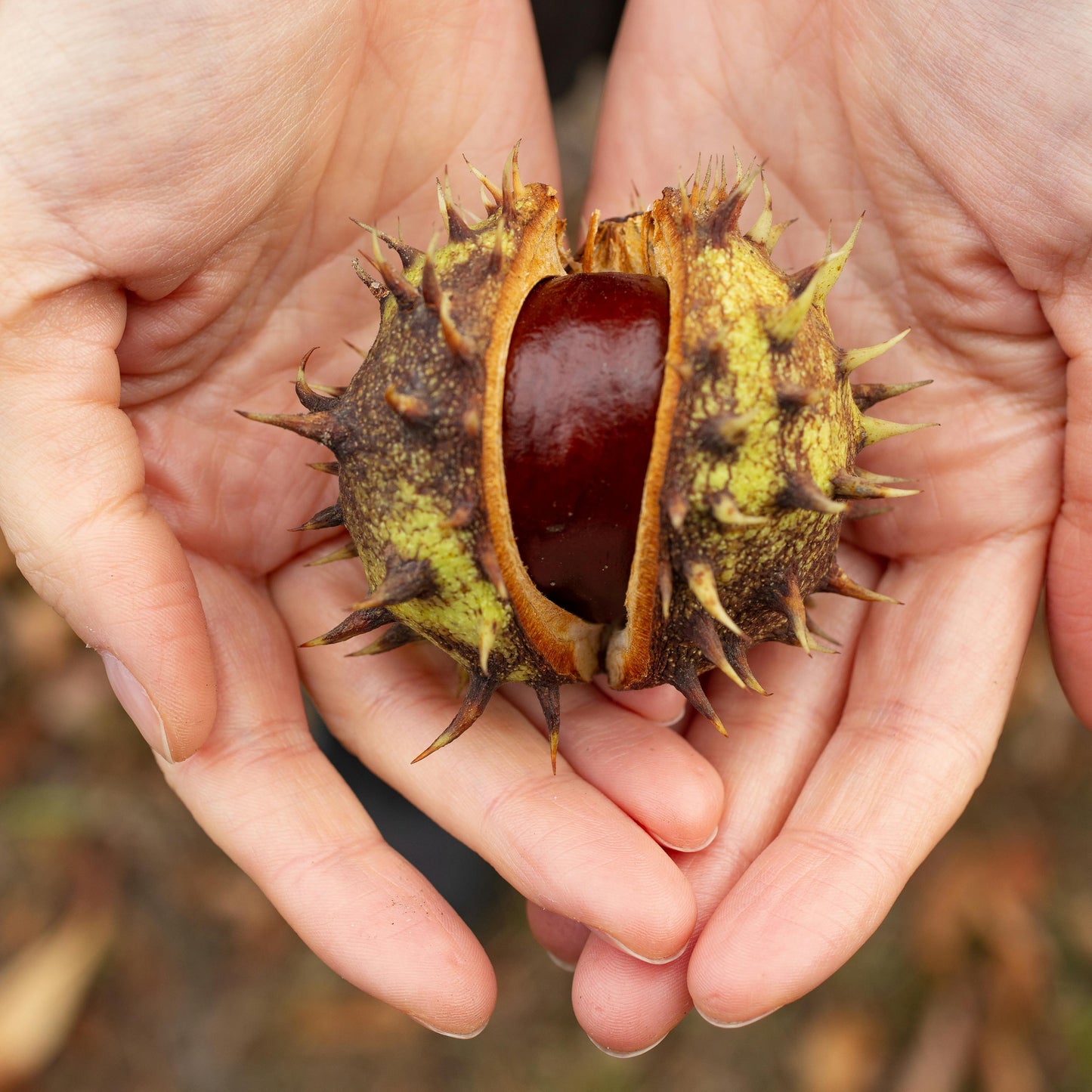 Horse Chestnut | Herb Wellness Herb