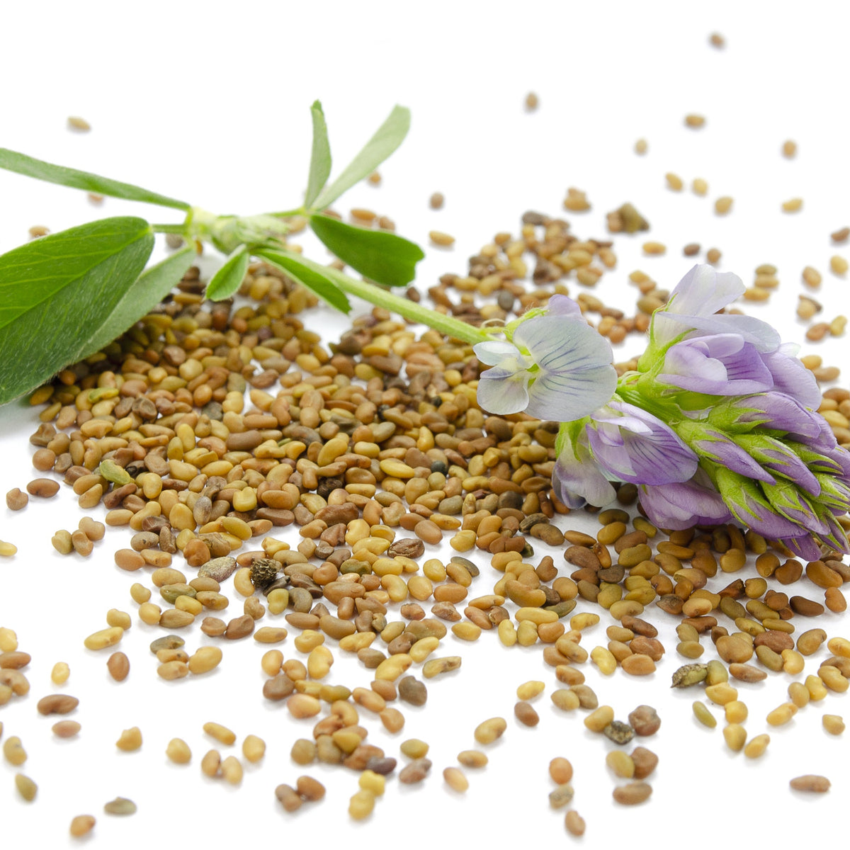 Organic Alfalfa Seeds are scattered beside green alfalfa leaves and purple alfalfa flowers against a white background.