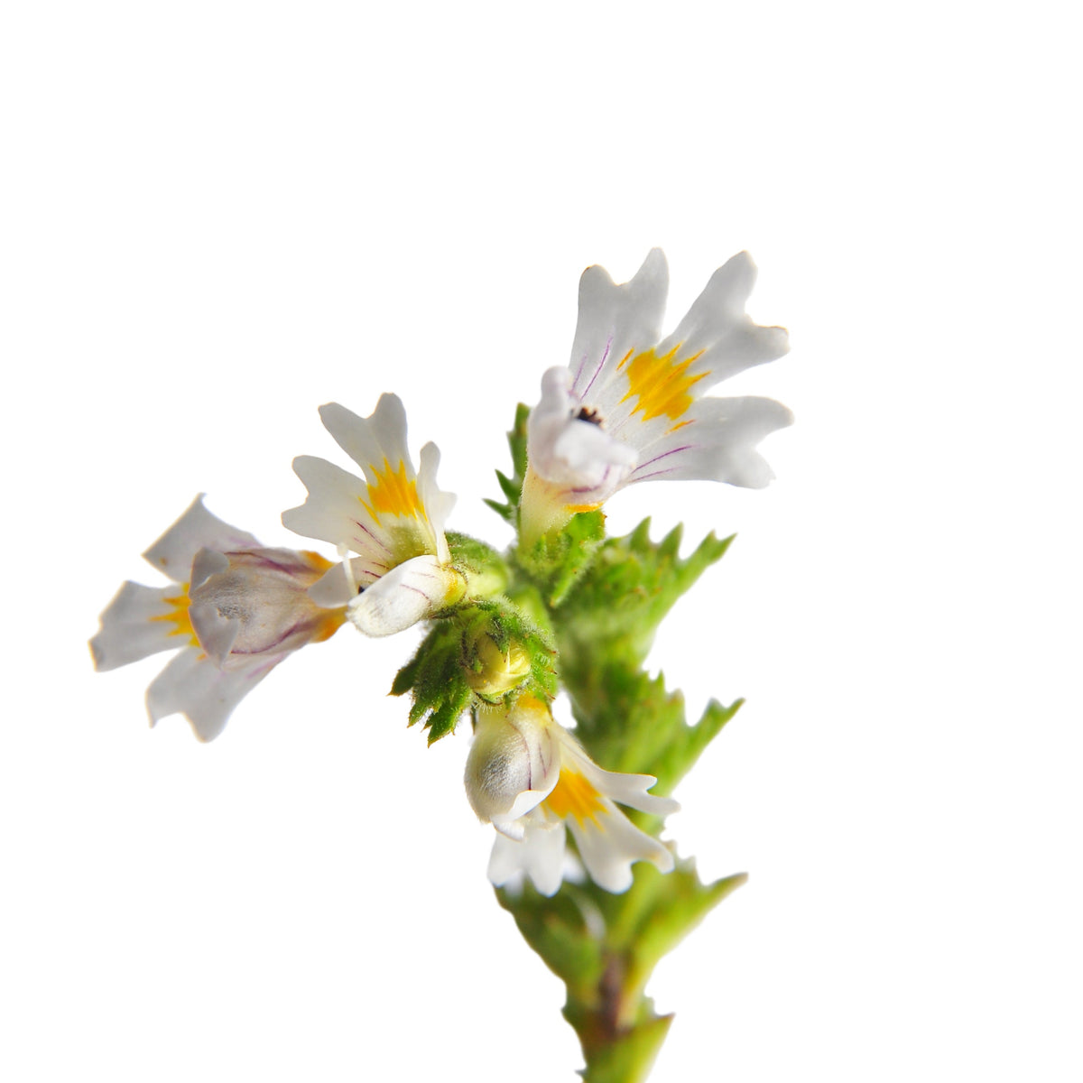 Eyebright flowers growing on a green stem, showing the small white flowers associated with Organic Eyebright from The Herb Shed in Wollongong, Australia.