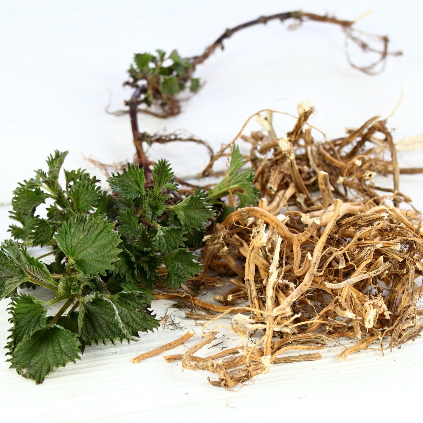 A fresh green nettle plant is shown with its pale tangled roots exposed against a white background.