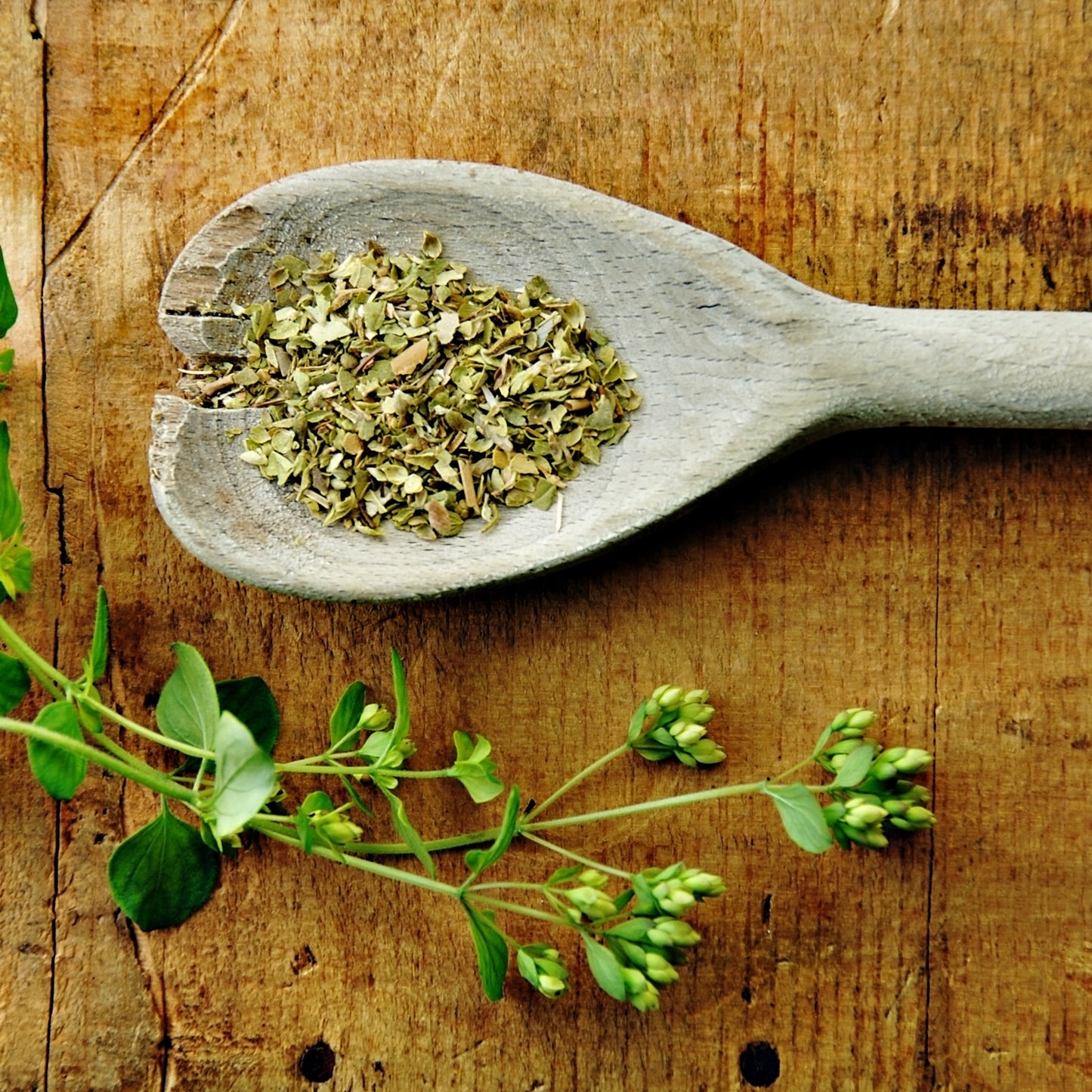 Organic dried oregano fills a wooden spoon on a rustic timber surface beside fresh oregano sprigs, showing the cut leafy texture of the dried herb.