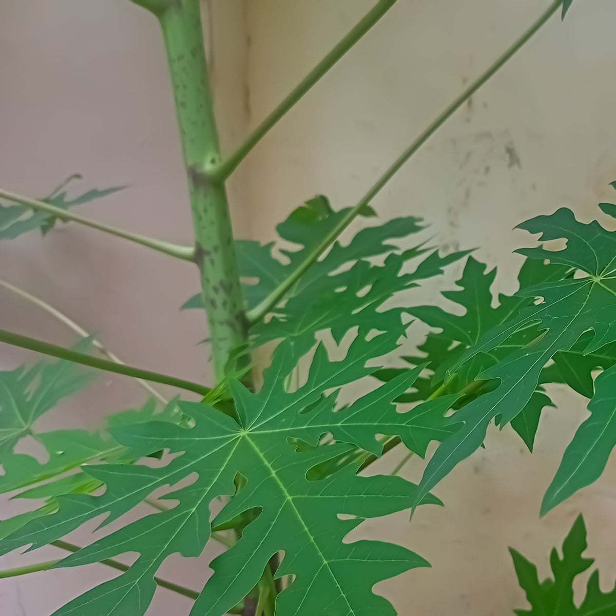 Green paw paw leaves growing on the plant, showing the distinctive deeply divided foliage associated with Organic Paw Paw Leaf Powder from The Herb Shed in Wollongong, Australia.