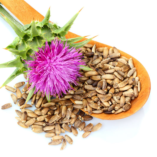 St Maryβs Thistle seeds with purple thistle flower