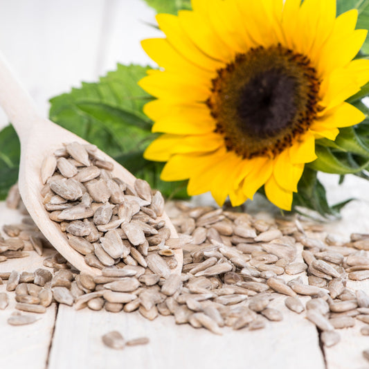 Shelled sunflower seeds are scattered across a light surface beside a bright yellow sunflower and fresh green leaves.