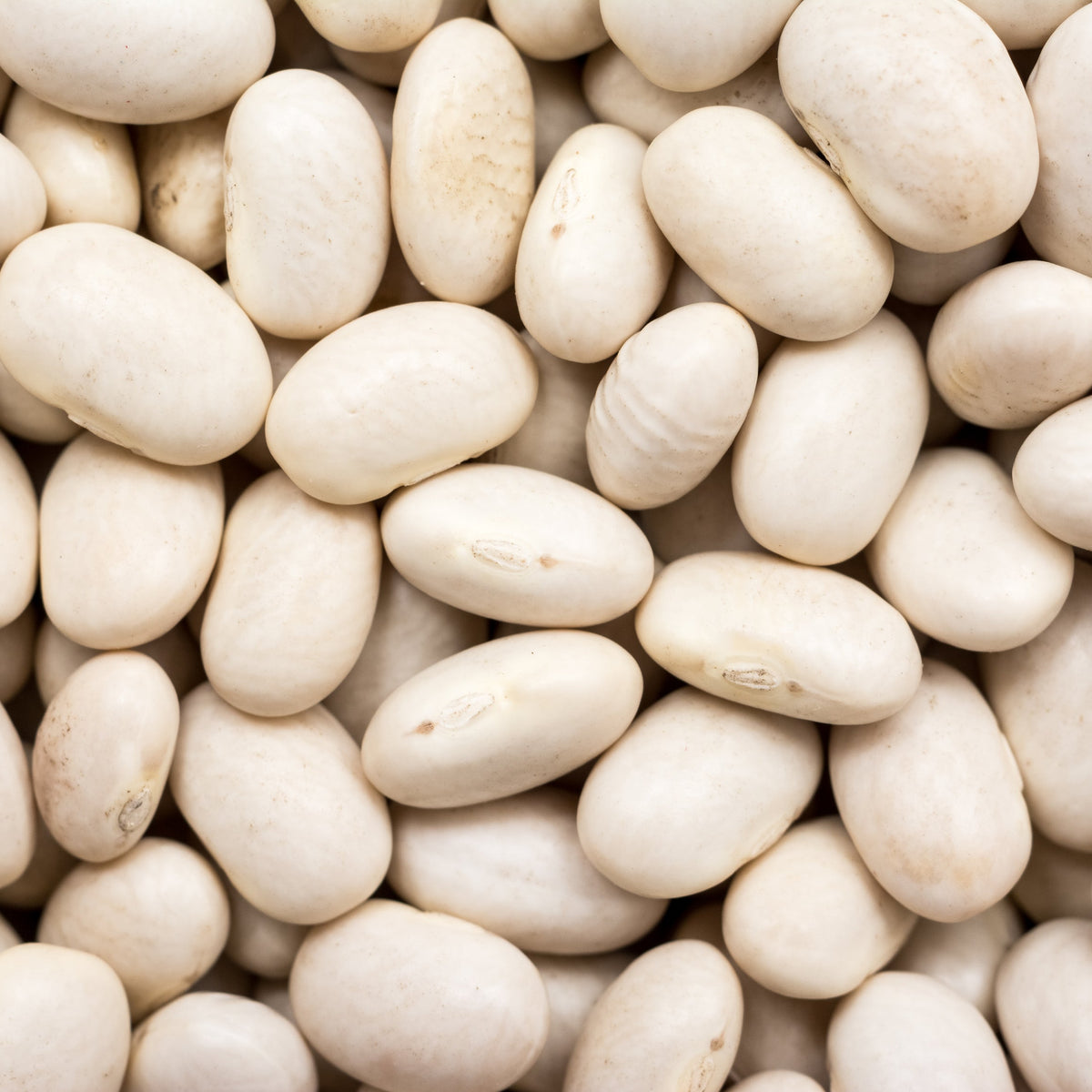 A close-up of dried White Great Northern Beans showing their smooth creamy-white skins and oval shape, from The Herb Shed Wollongong Australia.