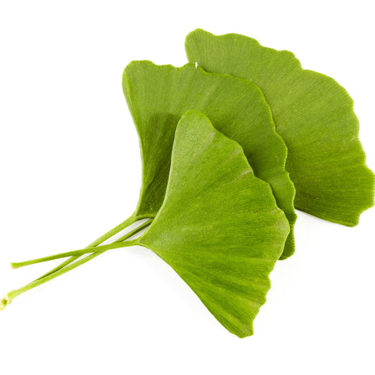 Organic ginkgo biloba leaves from The Herb Shed Wollongong