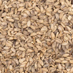 Close-up of St Mary’s Thistle seeds – pale grey-brown herbal seeds from The Herb Shed Wollongong