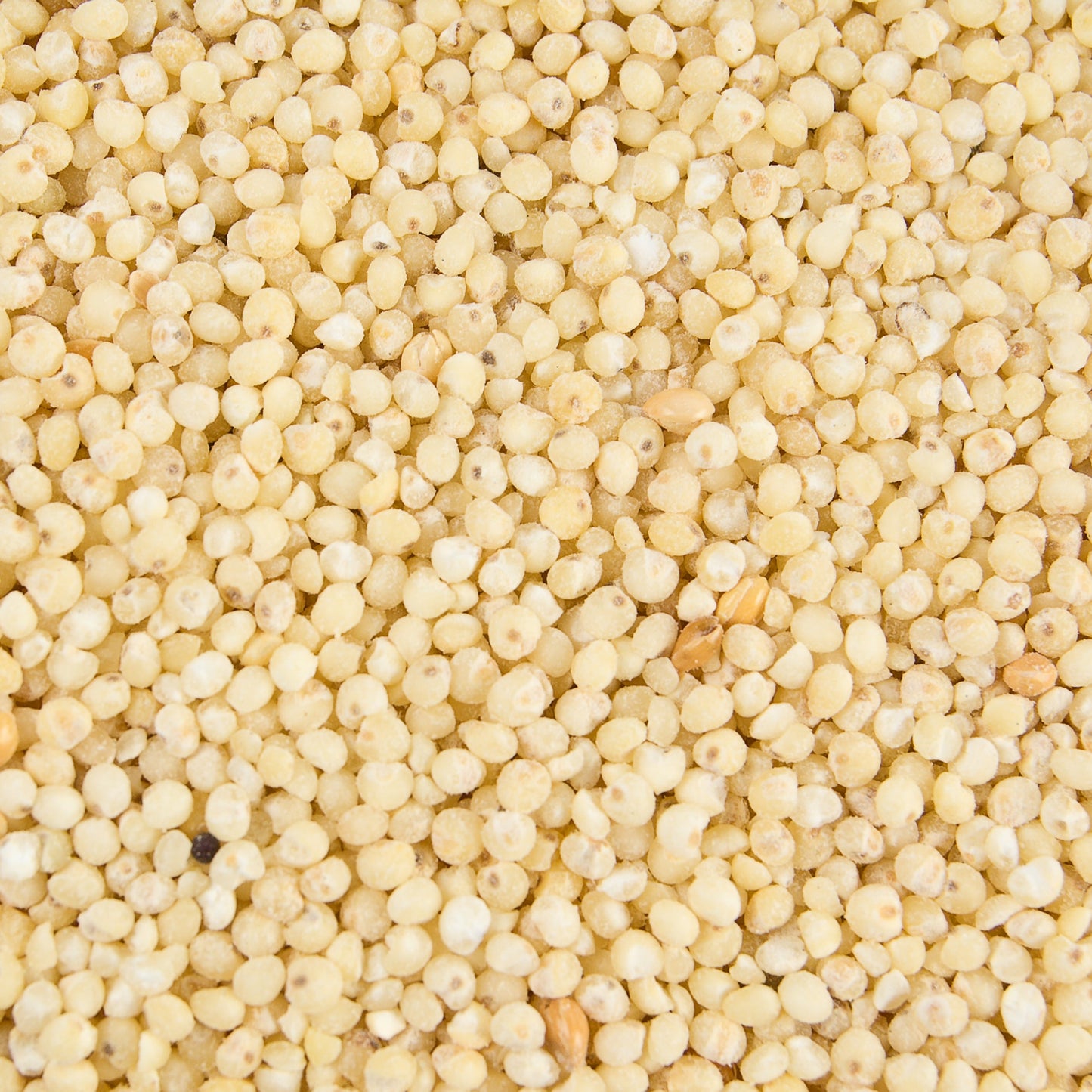 Couscous | Soft | Fluffy | Satisfying