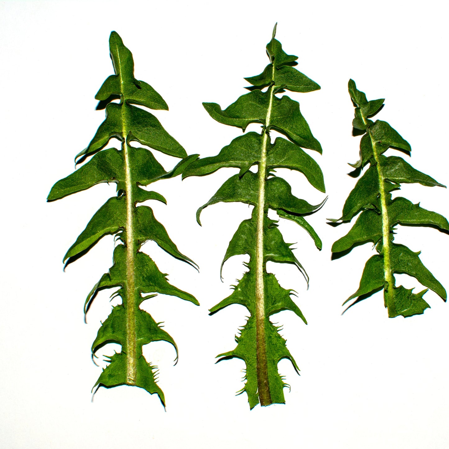 Three green leafy plant stems with deeply lobed, spiky leaves arranged vertically on a plain white background.