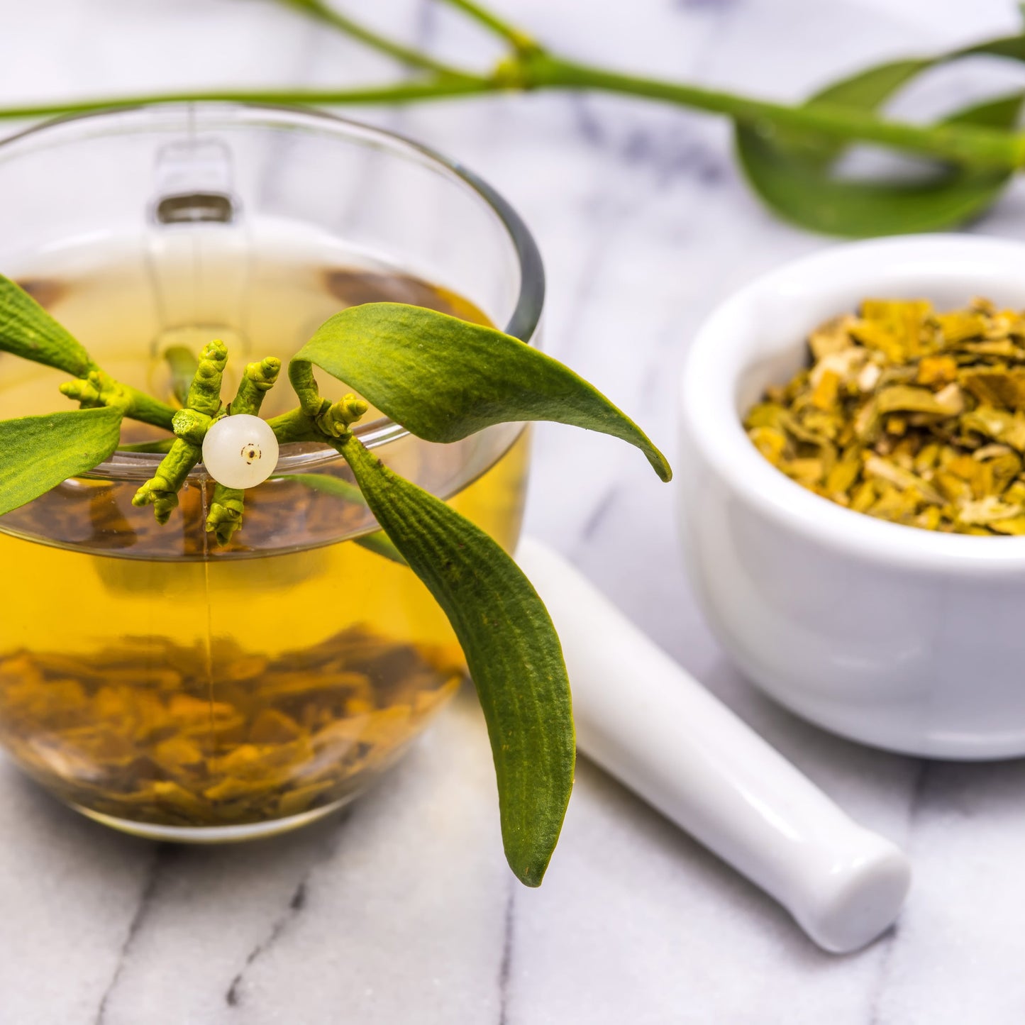 Mistletoe | Wildcrafted | Mysterious | Ancient & Revered