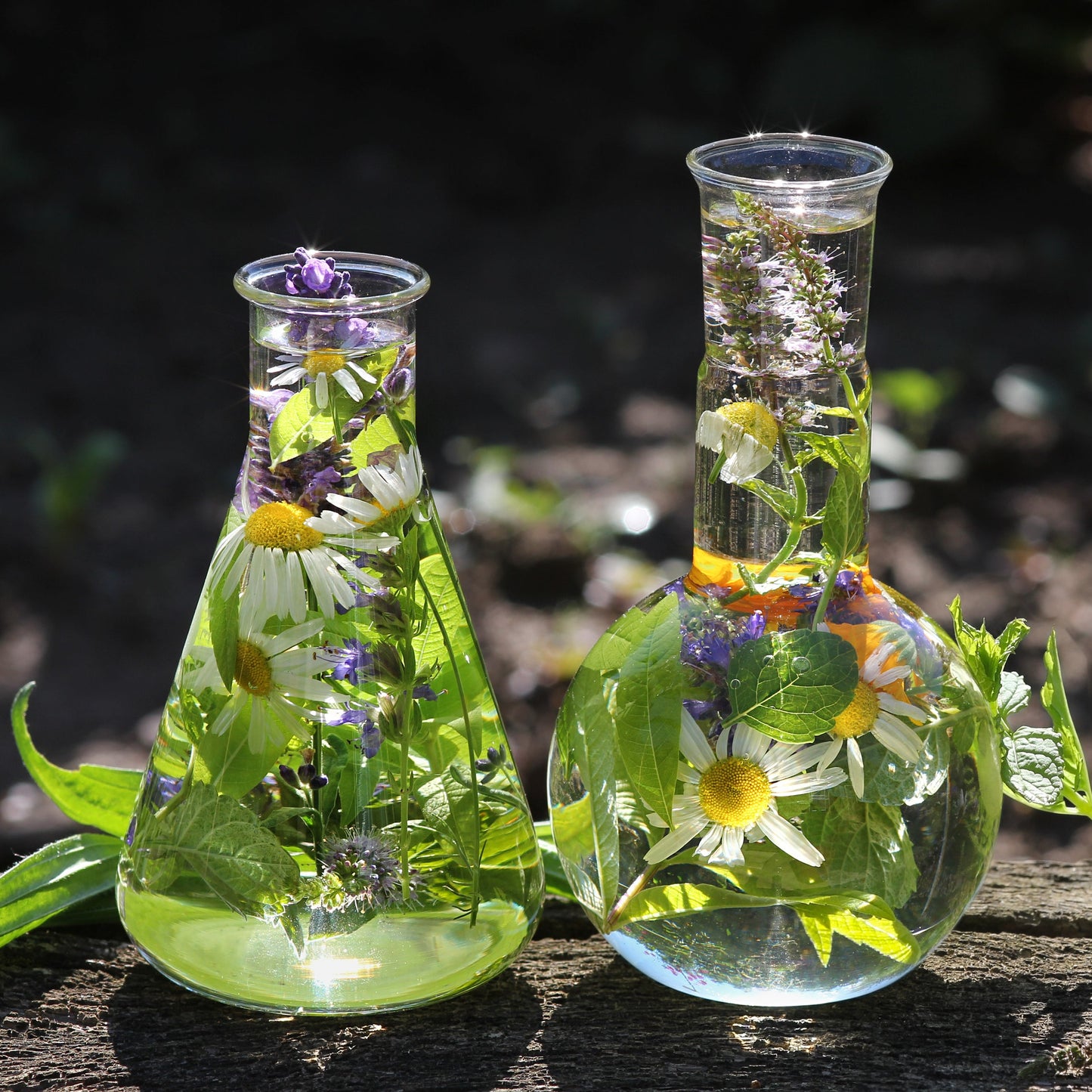 Lavender Flowers | Calming | Fragrant | Quietly Intoxicating