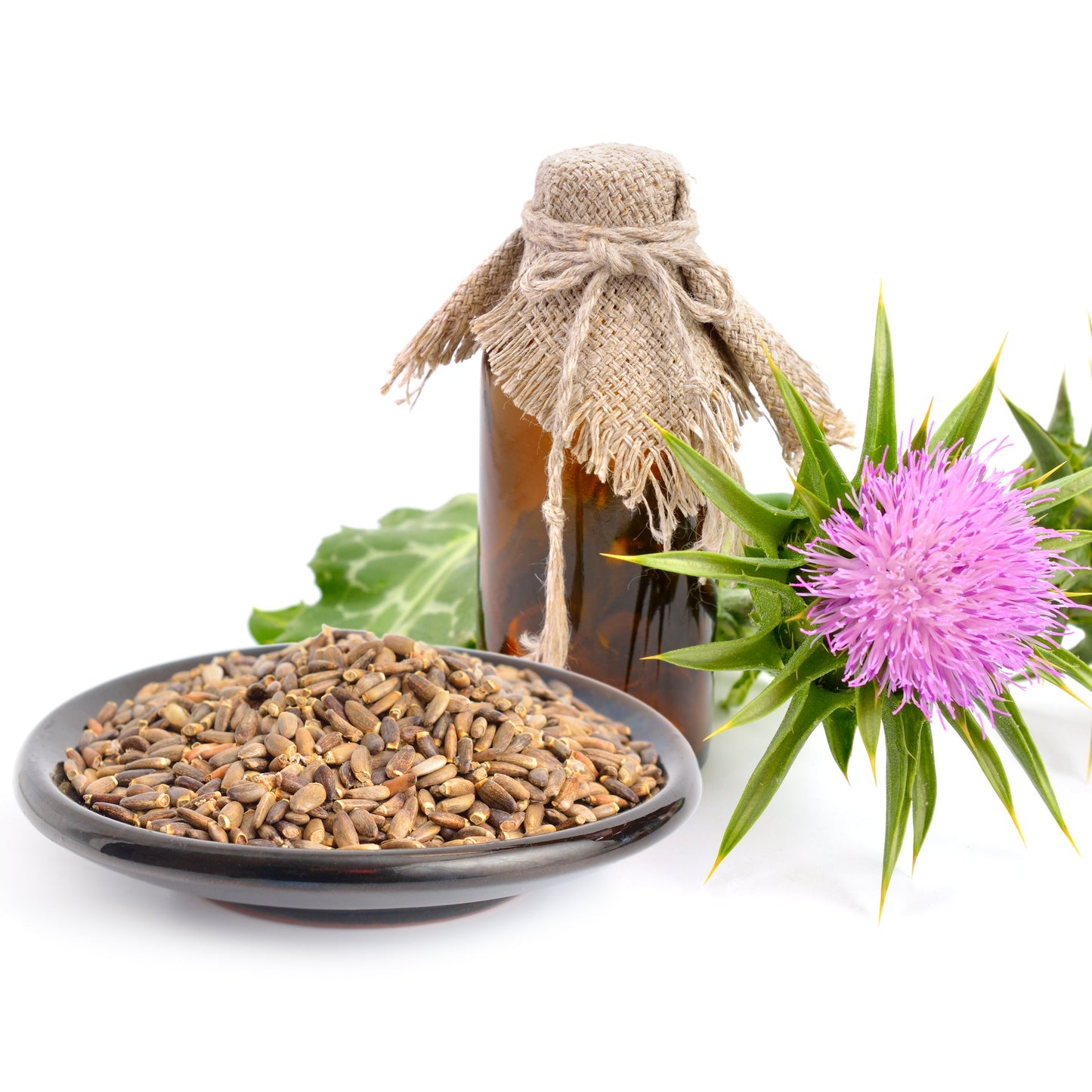 St Marys Thistle | Wildcrafted | Spiked | Sacred & Wild