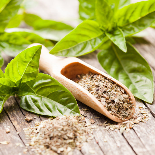 Dried basil fills a small wooden scoop beside fresh green basil leaves on a rustic wooden surface, showing the dried herb alongside fresh basil.