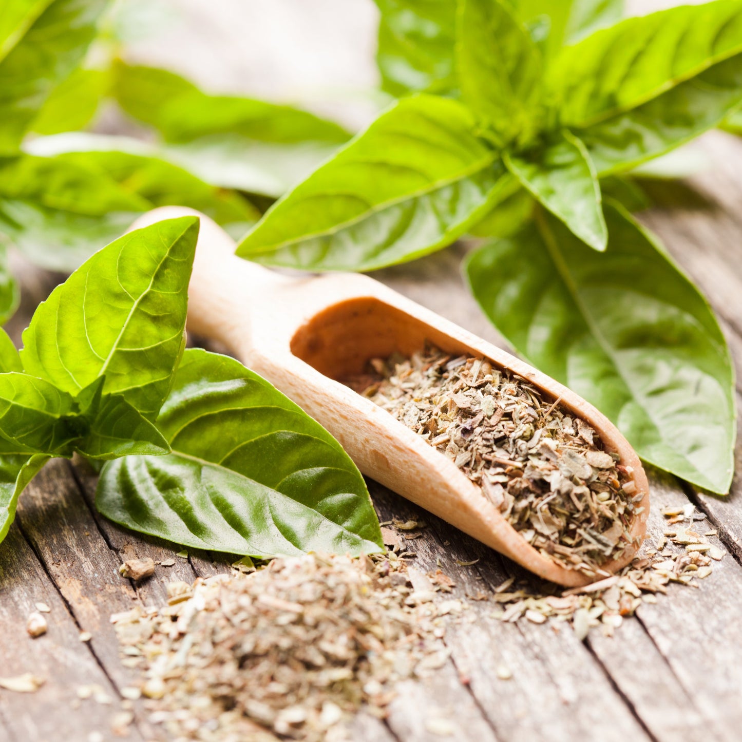 A wooden scoop filled with dried basil flakes surrounded by fresh basil leaves on rustic wooden boards, The Herb Shed, Wollongong.