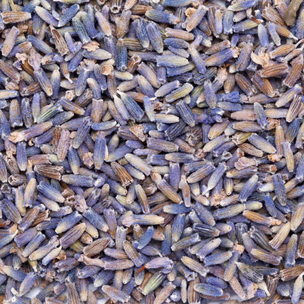 A close-up of Dried Lavender Flowers from The Herb Shed Wollongong, Australia, showing the small dried flower buds with their naturally varied purple and blue-grey colouring.