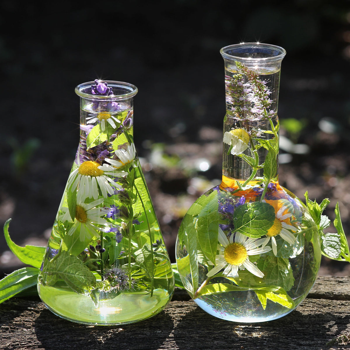 Glass bottles of botanical infused oil with lavender flowers, showing another way Dried Lavender Flowers from The Herb Shed Wollongong, Australia, can be used.