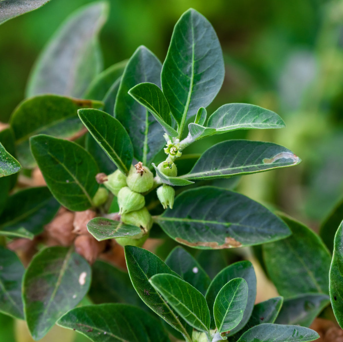 A close-up of an ashwagandha plant showing green leaves and developing berries growing naturally on the stems.
