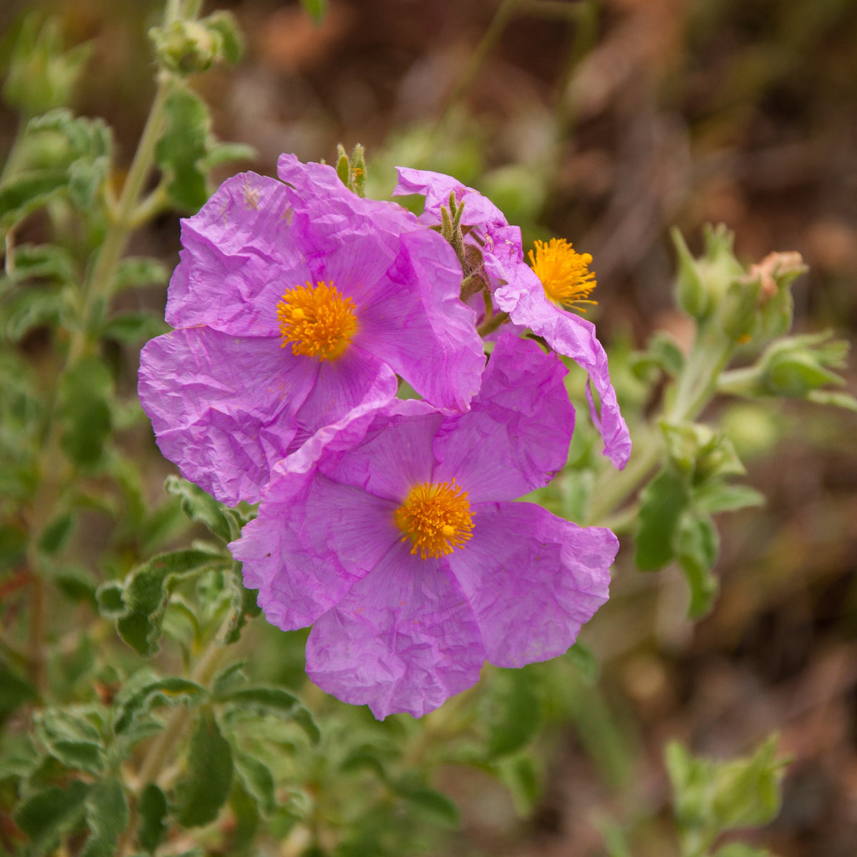 Pink Cistus rock rose flowers growing naturally, showing the distinctive crinkled petals and yellow centres.