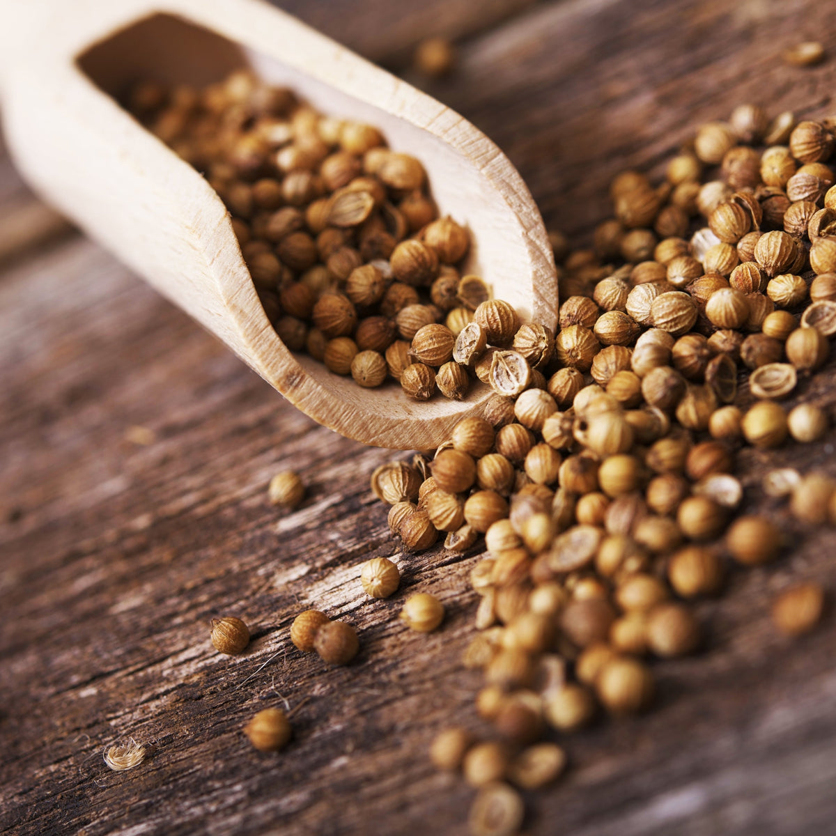 Close-up of Organic Coriander Seeds Whole spilling from a wooden scoop, from The Herb Shed Wollongong Australia.