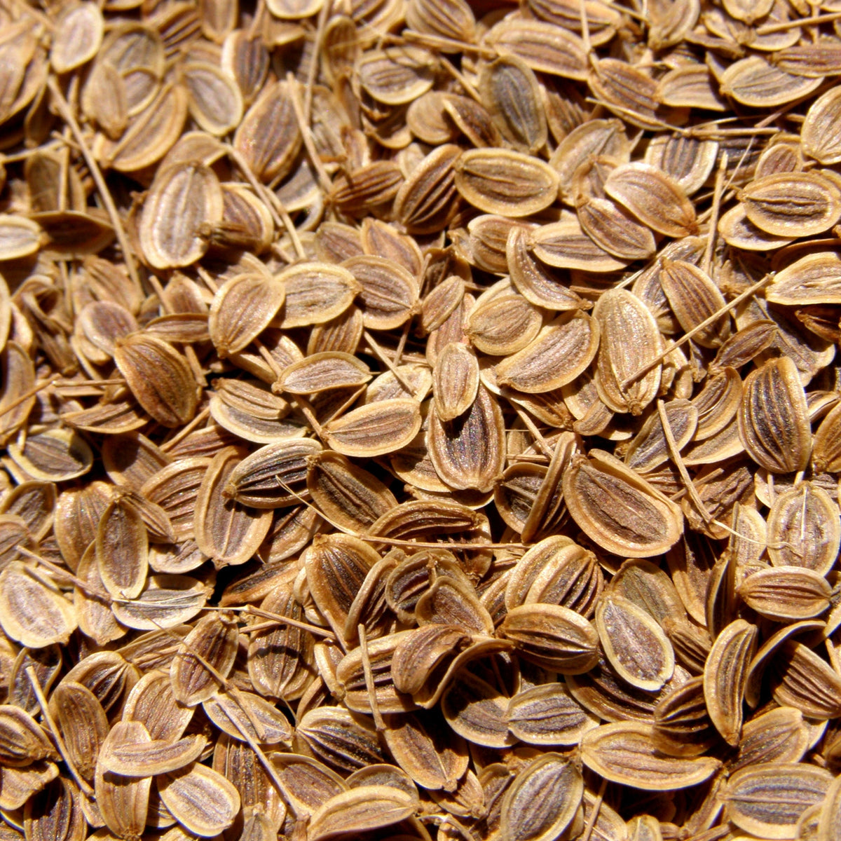 A close-up of organic dill seeds showing their flat oval shape, fine ridges and natural tan and brown colouring.