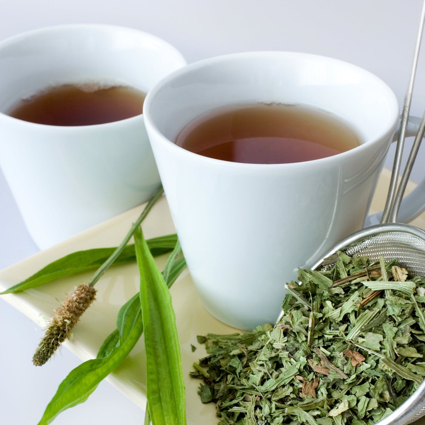 Two white cups of brewed plantain tea sit beside fresh green plantain leaves and a pile of loose dried plantain.