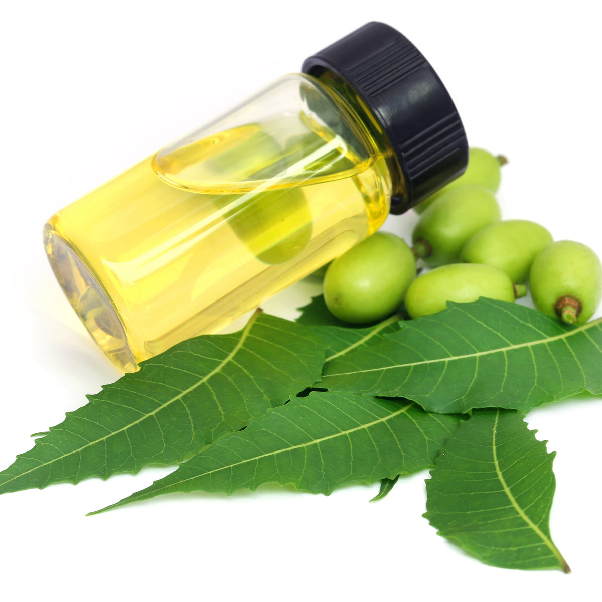 A small bottle of golden neem essential oil rests beside fresh green neem leaves and neem fruit against a white background.