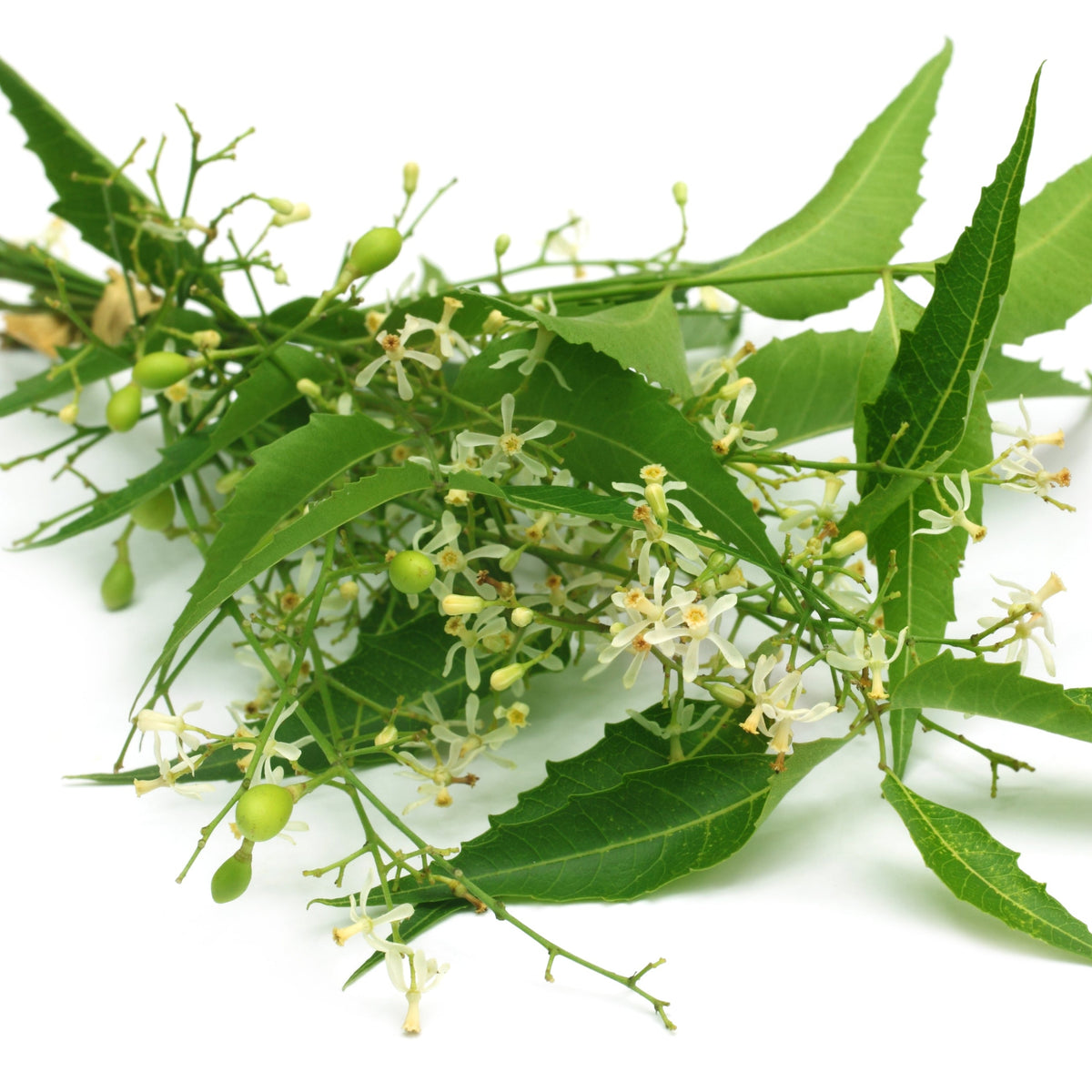 Fresh green neem leaves and small neem flowers are arranged against a white background, showing the plant from which dried neem is produced.