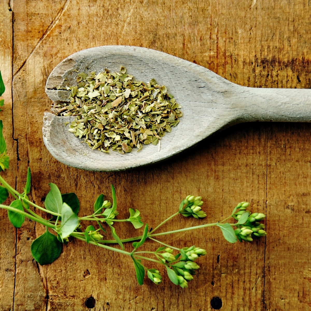 Organic dried oregano fills a wooden spoon on a rustic timber surface beside fresh oregano sprigs, showing the cut leafy texture of the dried herb.