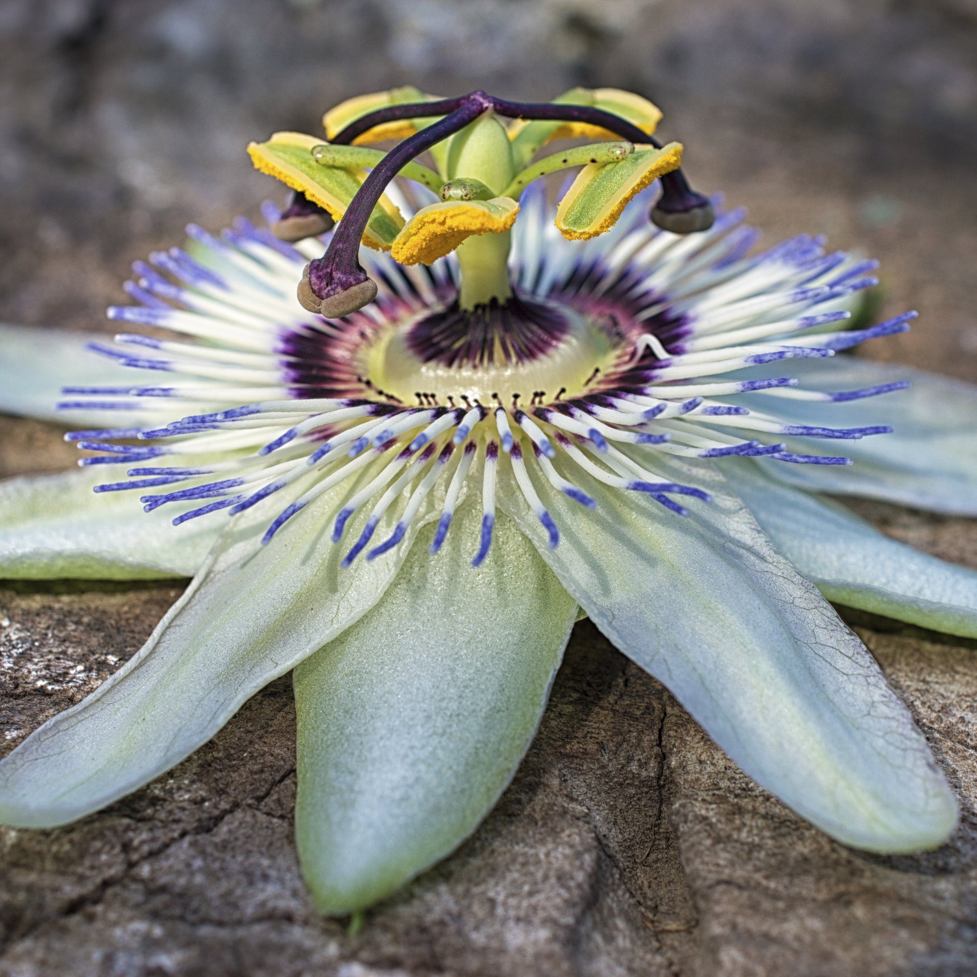A close-up of a purple and white passionflower showing its distinctive layered petals, purple filaments and green leaves.