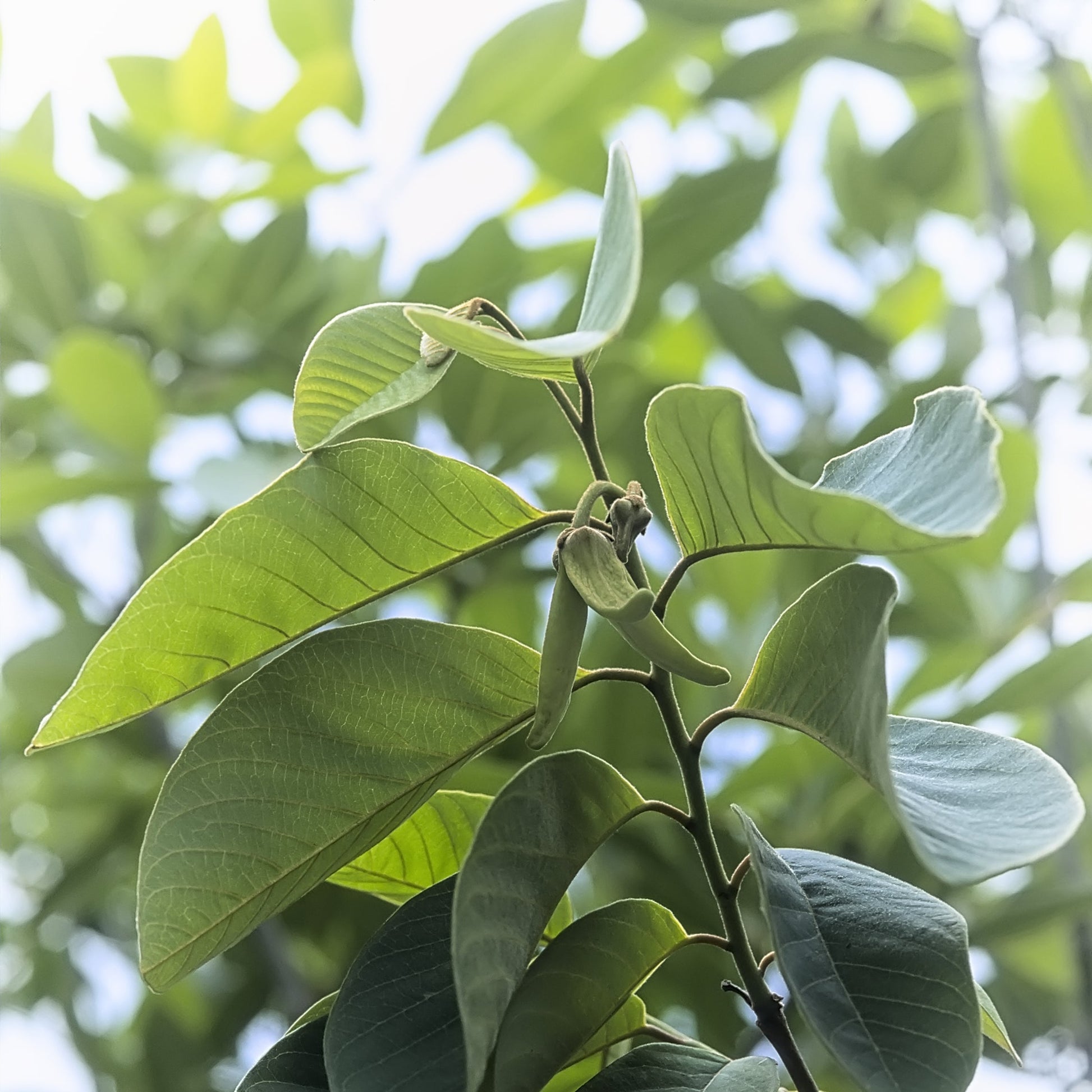 Fresh green soursop leaves growing on a branch, showing glossy leaf texture used for soursop leaf tea The Herb Shed Wollongong