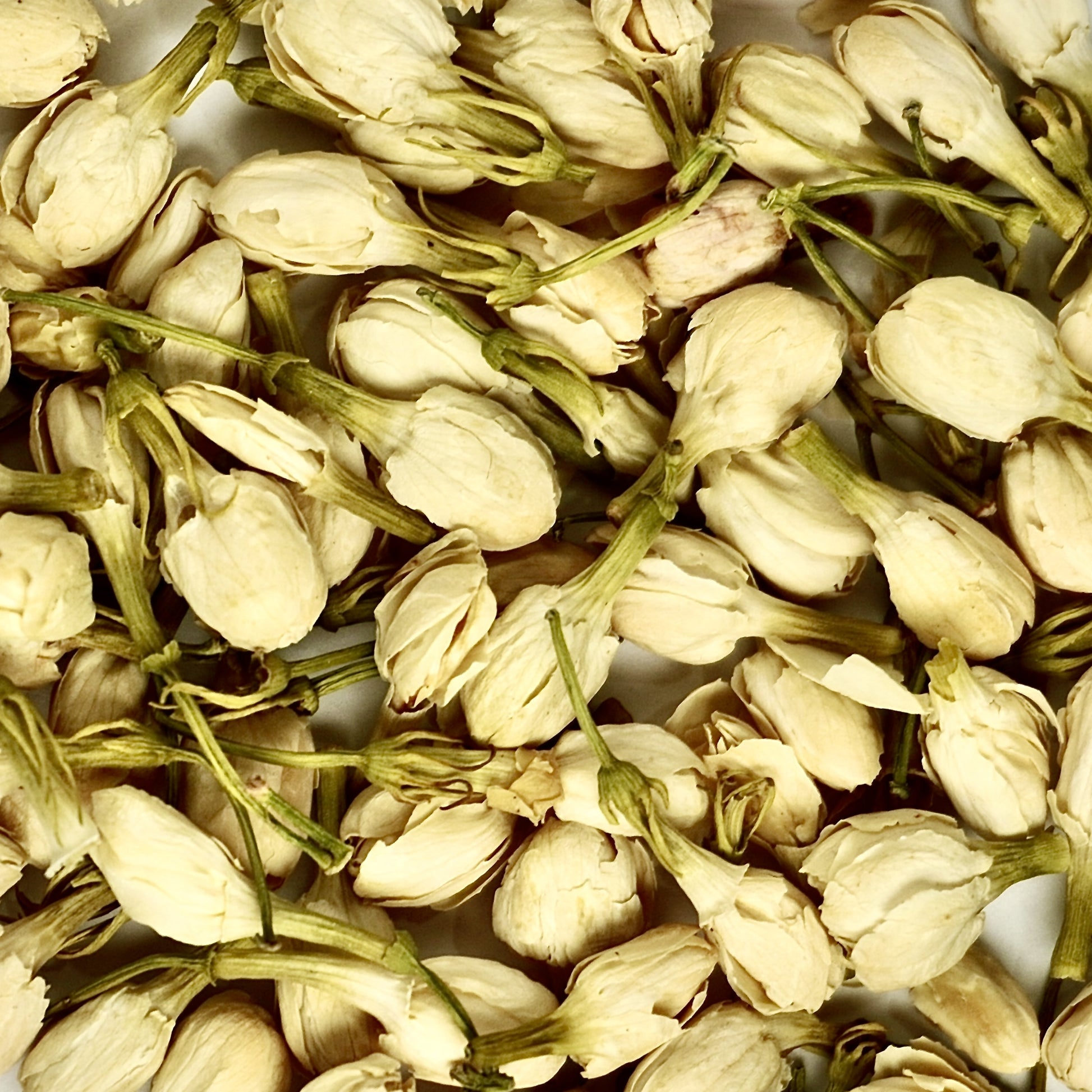 Close-up of jasmine flower buds – delicate fragrant blossoms from The Herb Shed Wollongong