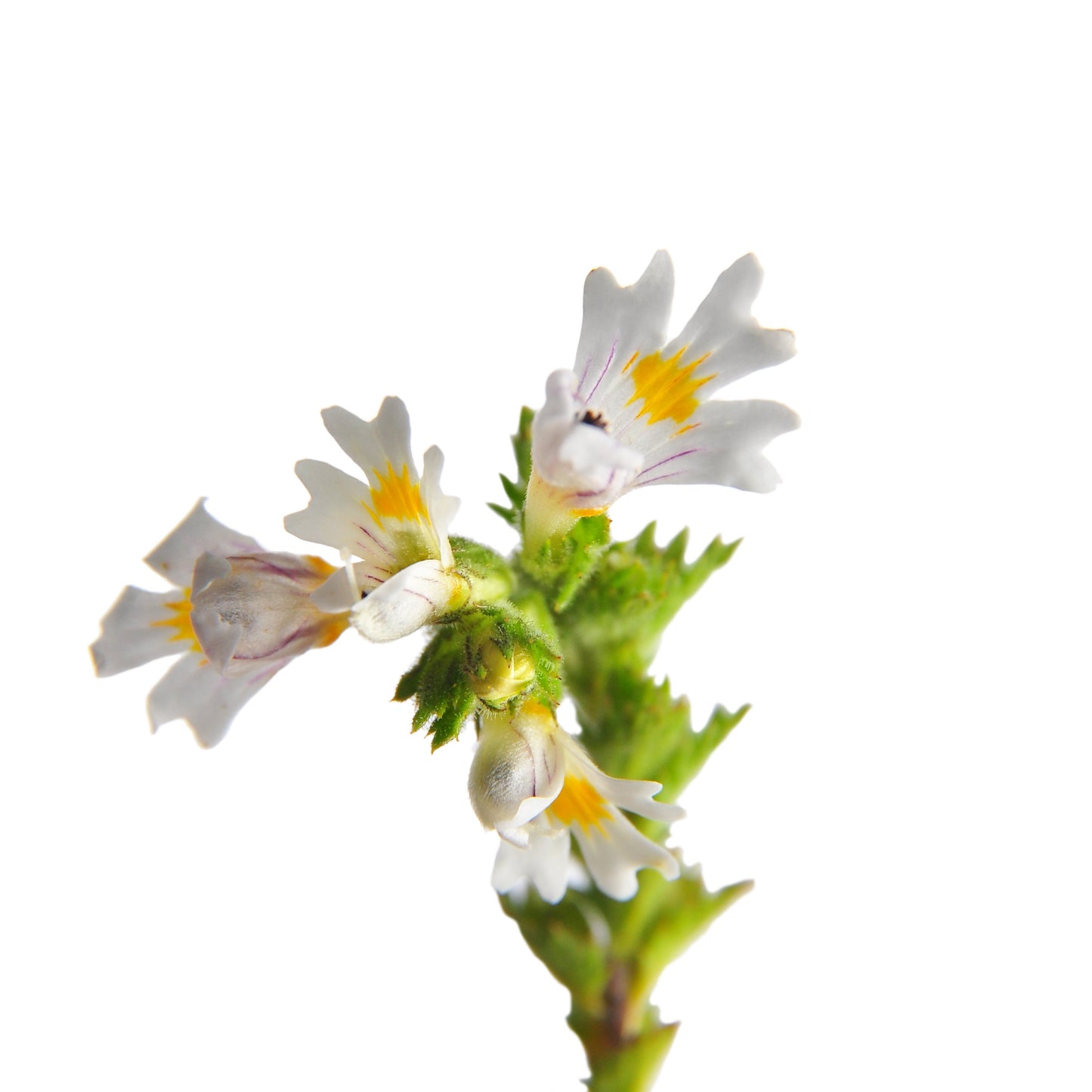 Close-up of organic eyebright flowers (Euphrasia officinalis) from The Herb Shed Wollongong