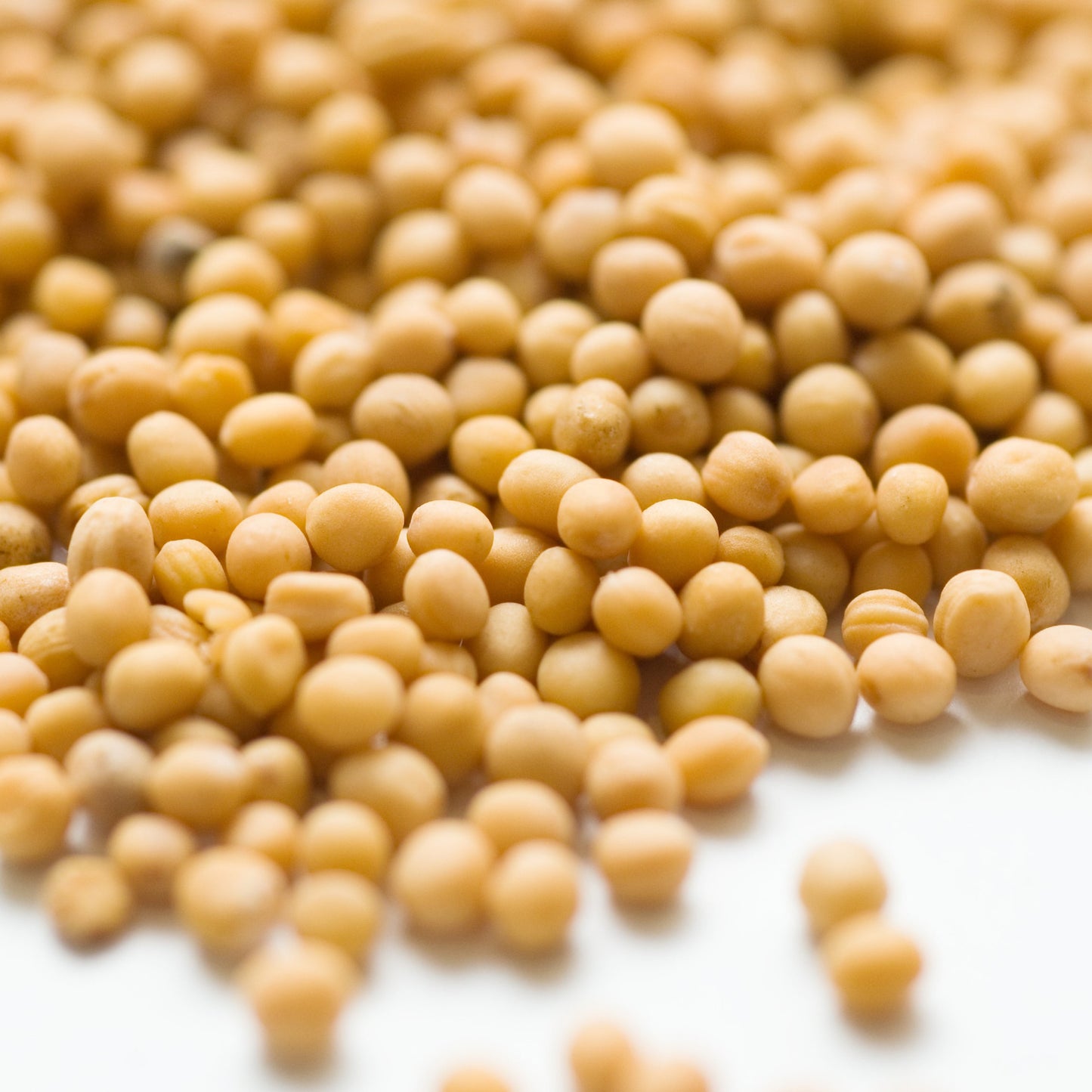 Close-up of whole Organic Yellow Mustard Seeds.