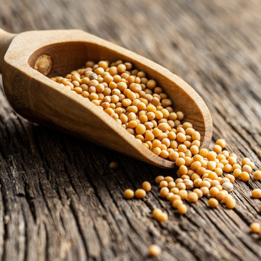 Organic Yellow Mustard Seeds spilling from a wooden scoop.